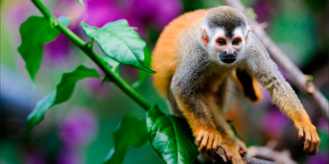 Captivating Costa Rica