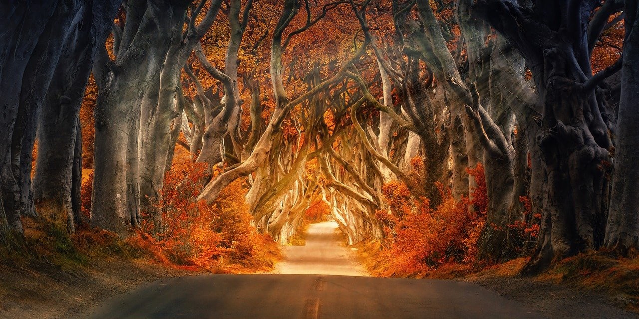 The Dark Hedges