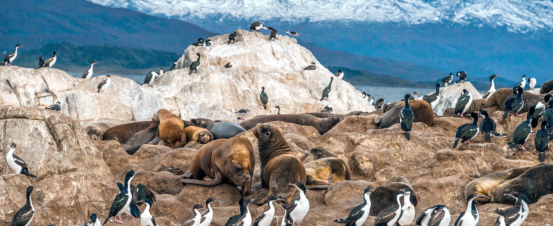 Patagonian Explorer by Sea