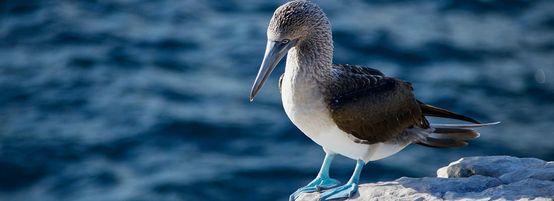 Galapagos Islands Adventure