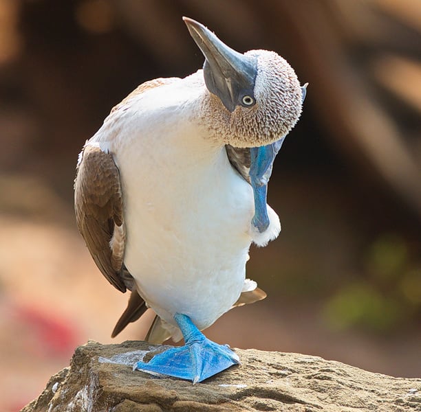 Blue-footed booby, Galapagos Islands