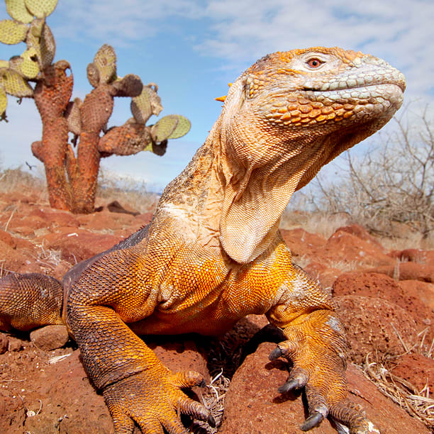 Galapagos Islands