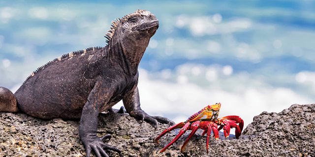 Peru, Ecuador & Galapagos Cruise
