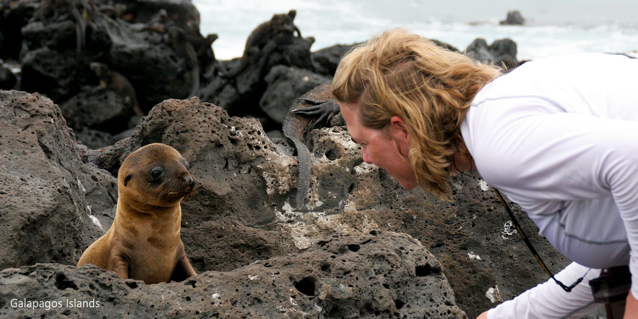 Sea Lions