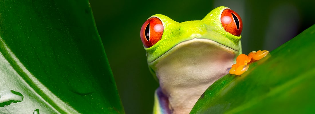 Ecuadorian Amazon Cruise Adventure