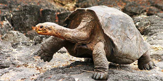 Galapagos Islands Adventure