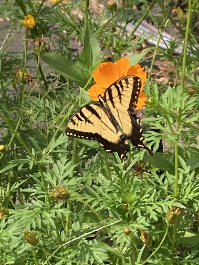 A Butterfly Liked Our Wildflowers