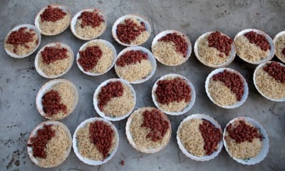 Plate of food