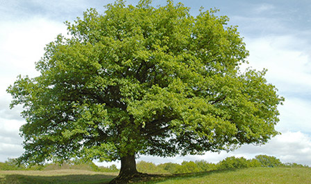 Eiche Baum