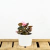 Begonia Semperflorens Hoja Bronce Flor Rosa