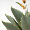 Maceta terracota agave y flores artificial