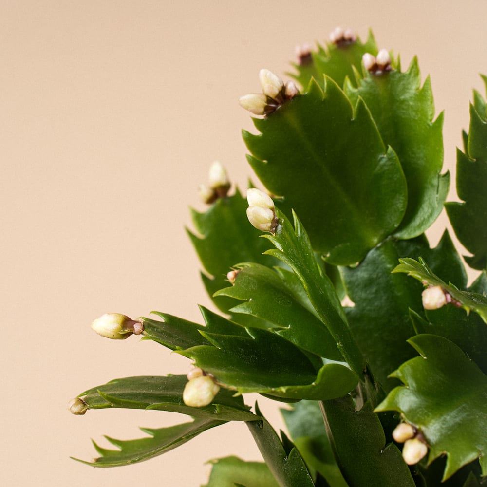 Cactus de navidad (schlumbergera)