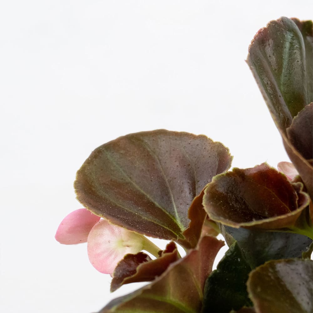Begonia Semperflorens Hoja Bronce Flor Rosa