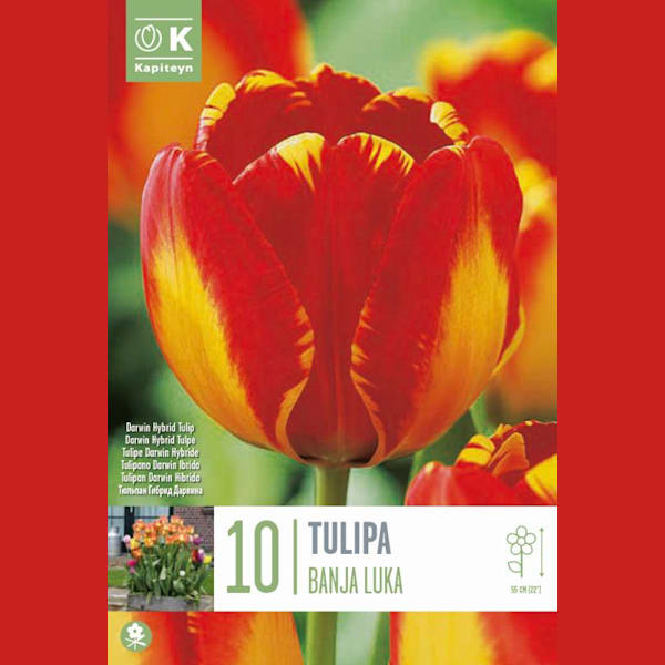 Bolsa 10 bulbos tulipán darwin hybr banja luka