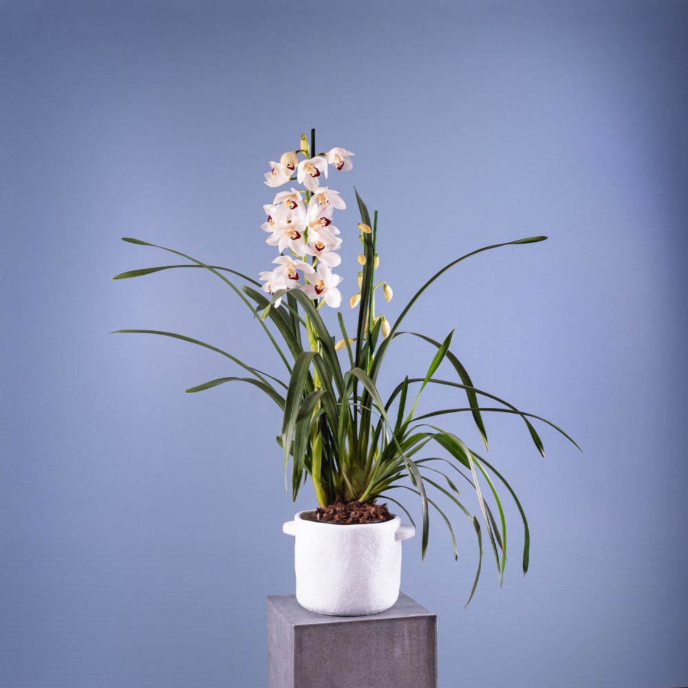 Orquídea cymbidium 2 varas | Fronda