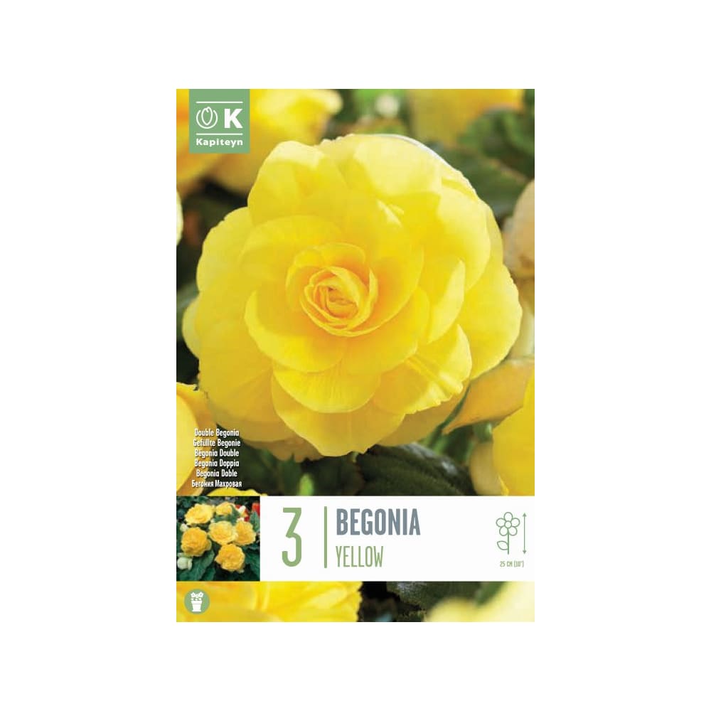 Bulbos begonia doble amarillo 3uds | Fronda