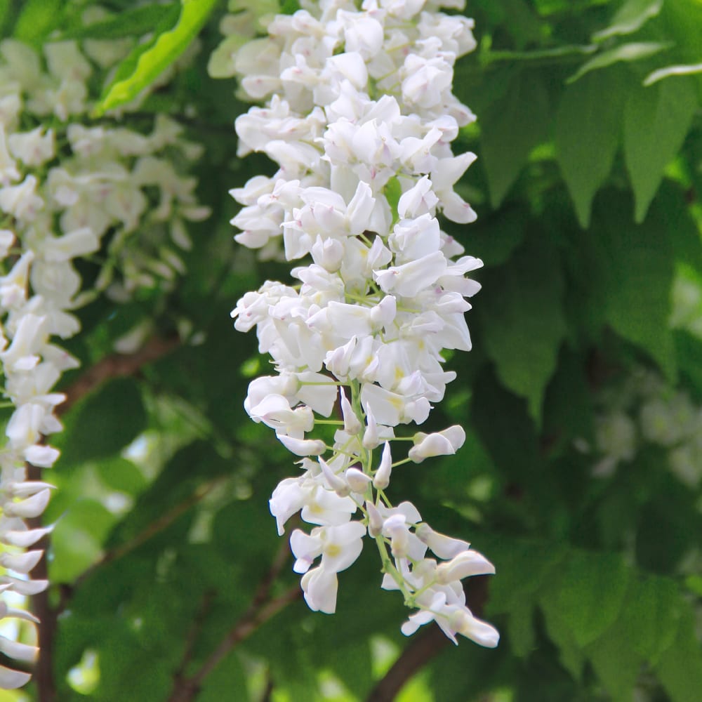 Wisteria sinensis blanca (Glicinia) | Fronda