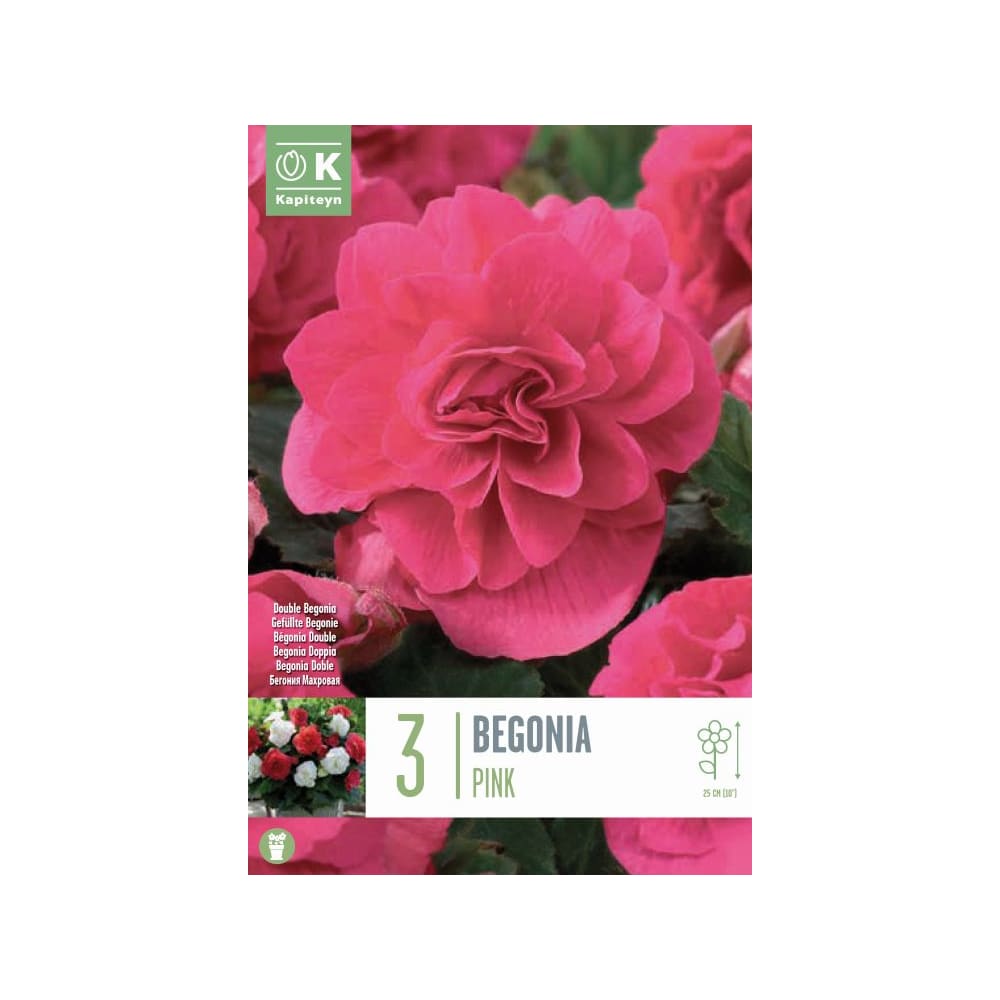 Bolsa 3 bulbos begonia double pink | Fronda