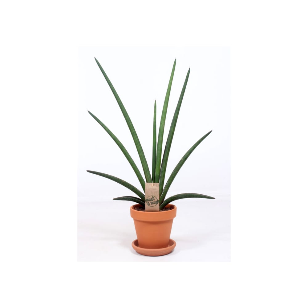 Sansevieria cylindrica 'Handshake' | Fronda