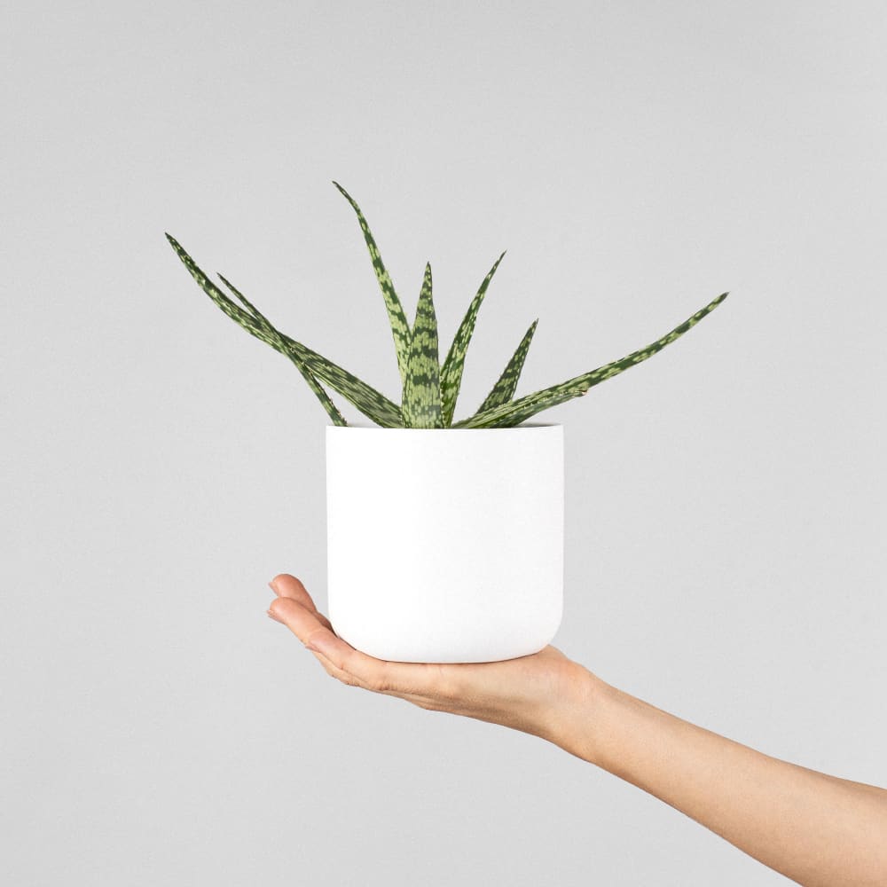 Aloe 'Jurassic Chameleon' | Fronda