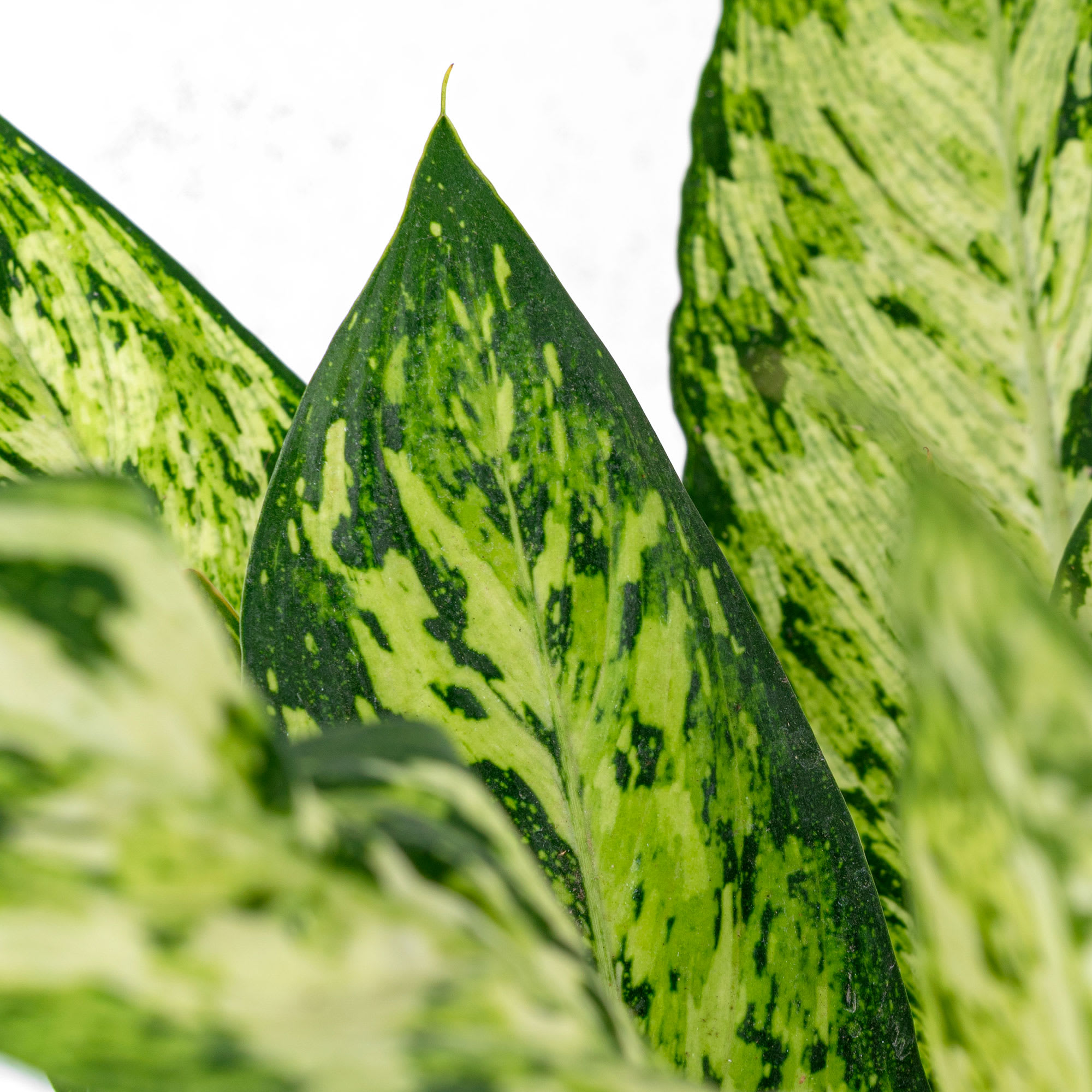 Pequeña plantas artificiales diefembaquia maculata sin maceta