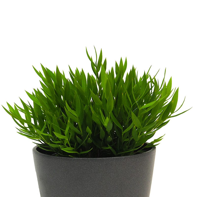Bambusa Monica (Bambusa Monica, dopad životní, dopad životní prostředí, Pěstování Bambusa) Bambusa Monica