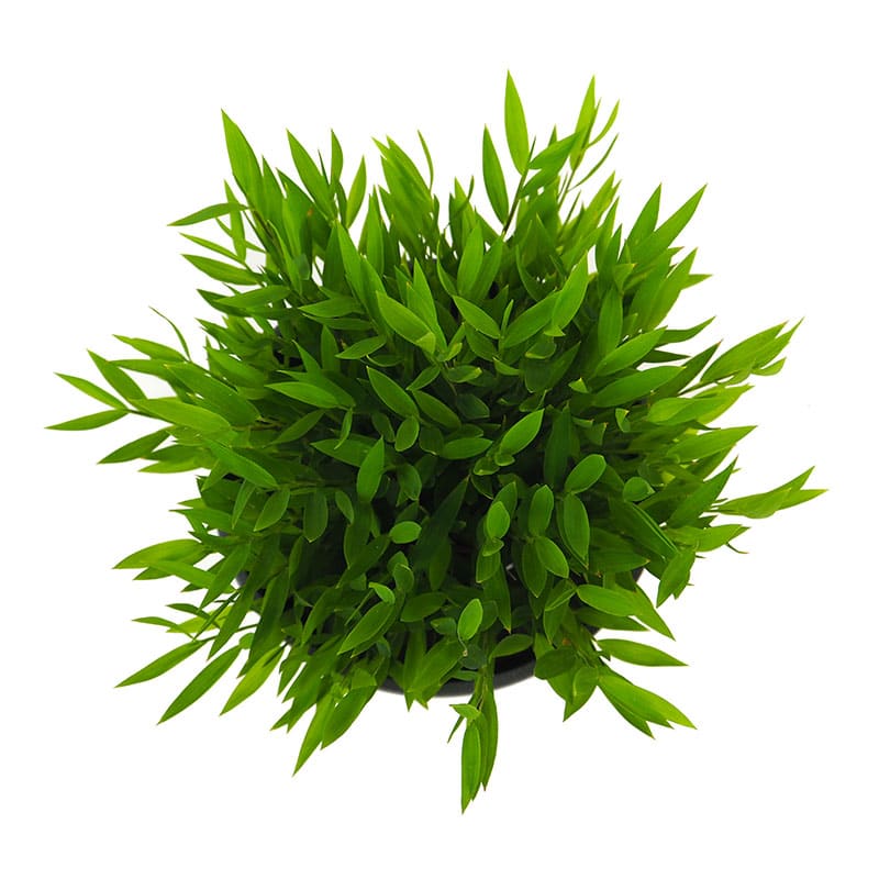Bambusa Monica (Bambusa Monica, dopad životní, dopad životní prostředí, Pěstování Bambusa) Bambusa Monica
