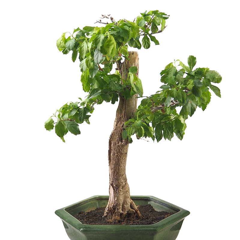 Bonsai Durantha (Duranta repens) | Fronda