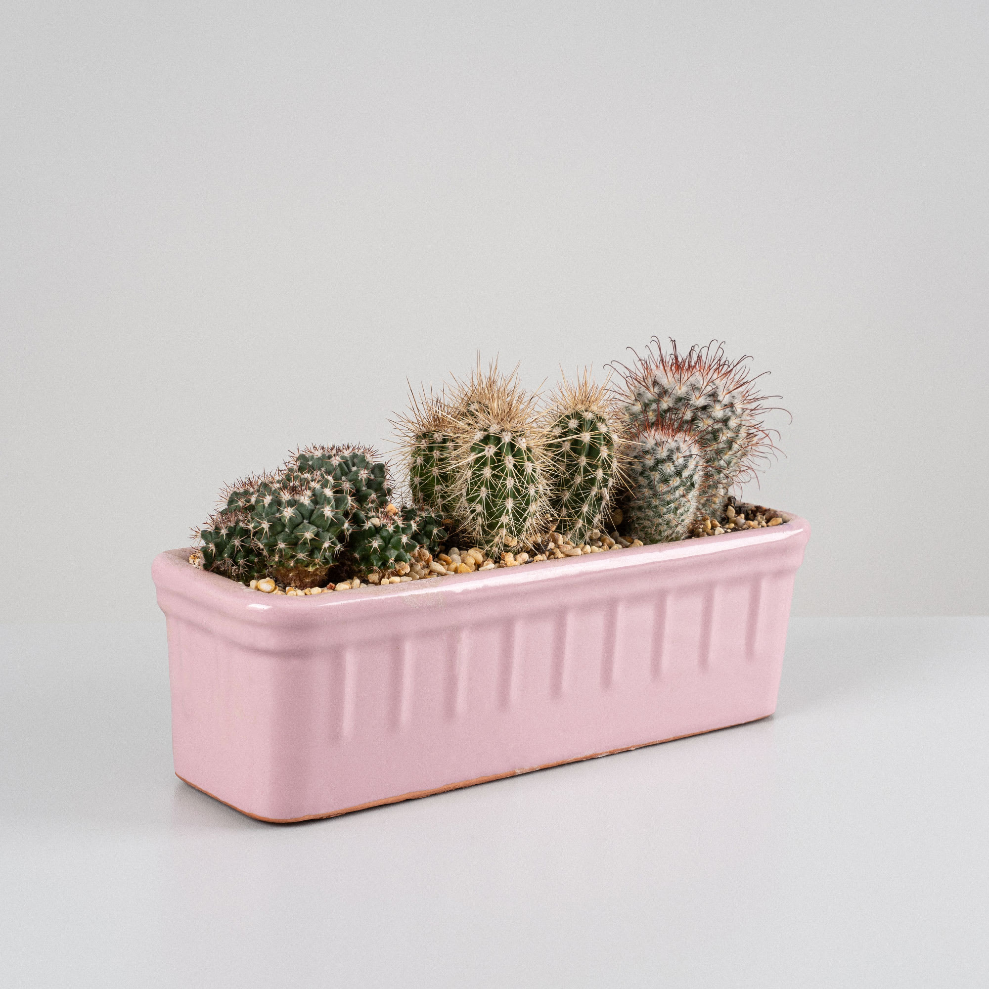 Comprar cactus grandes online 】 Jardín Postal