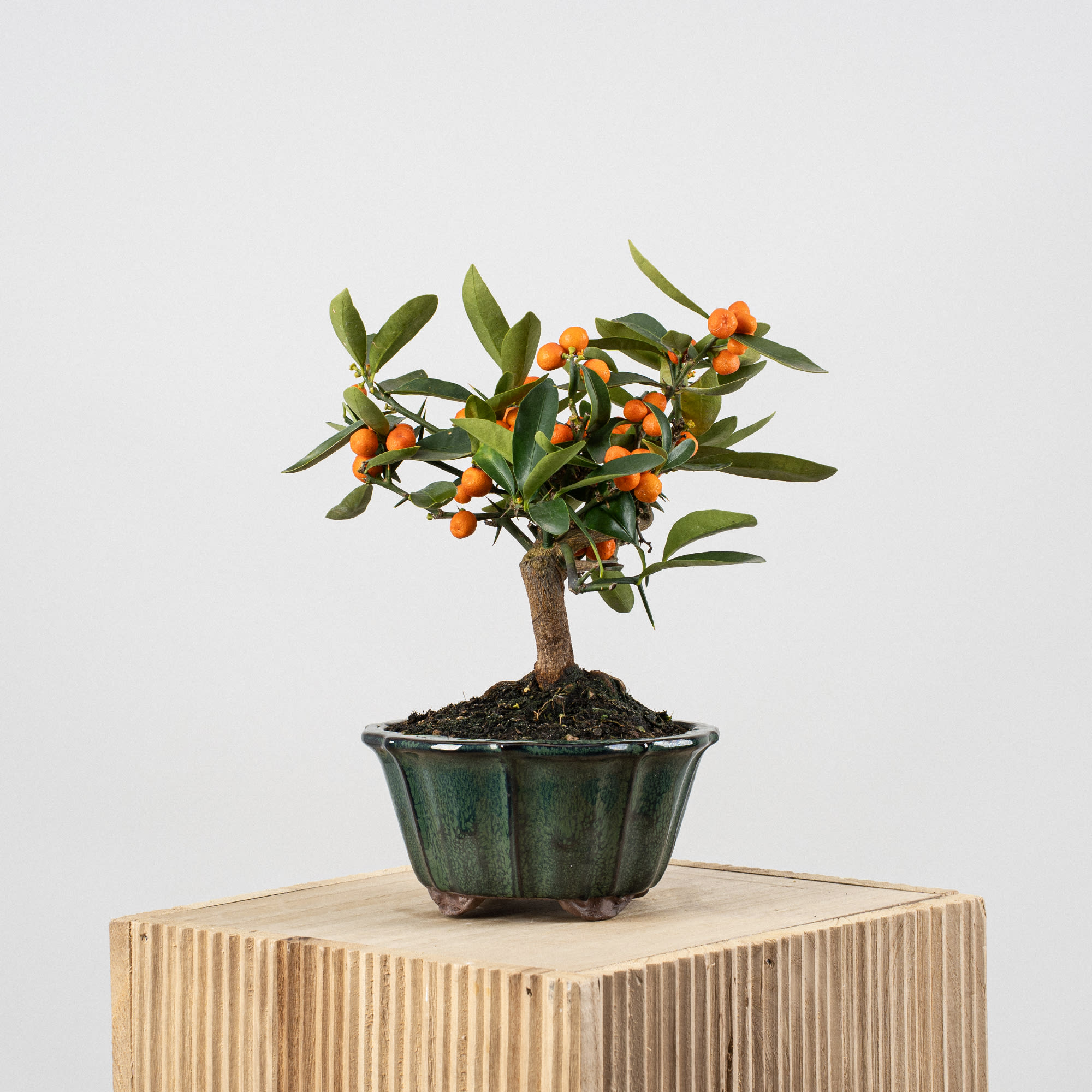 deadwood bonsai Informal Upright Bonsai with Dead Wood main image 1