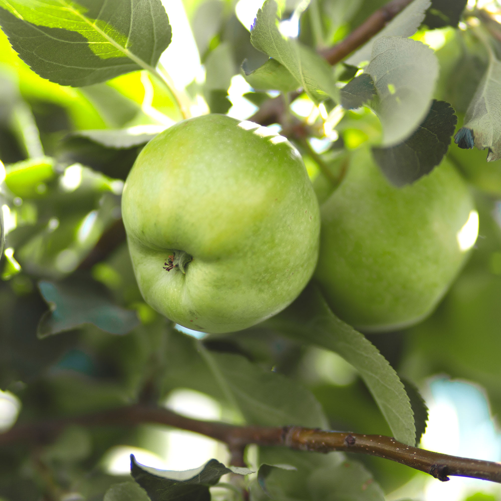 Imagen gratis: manzana, árbol, tronco