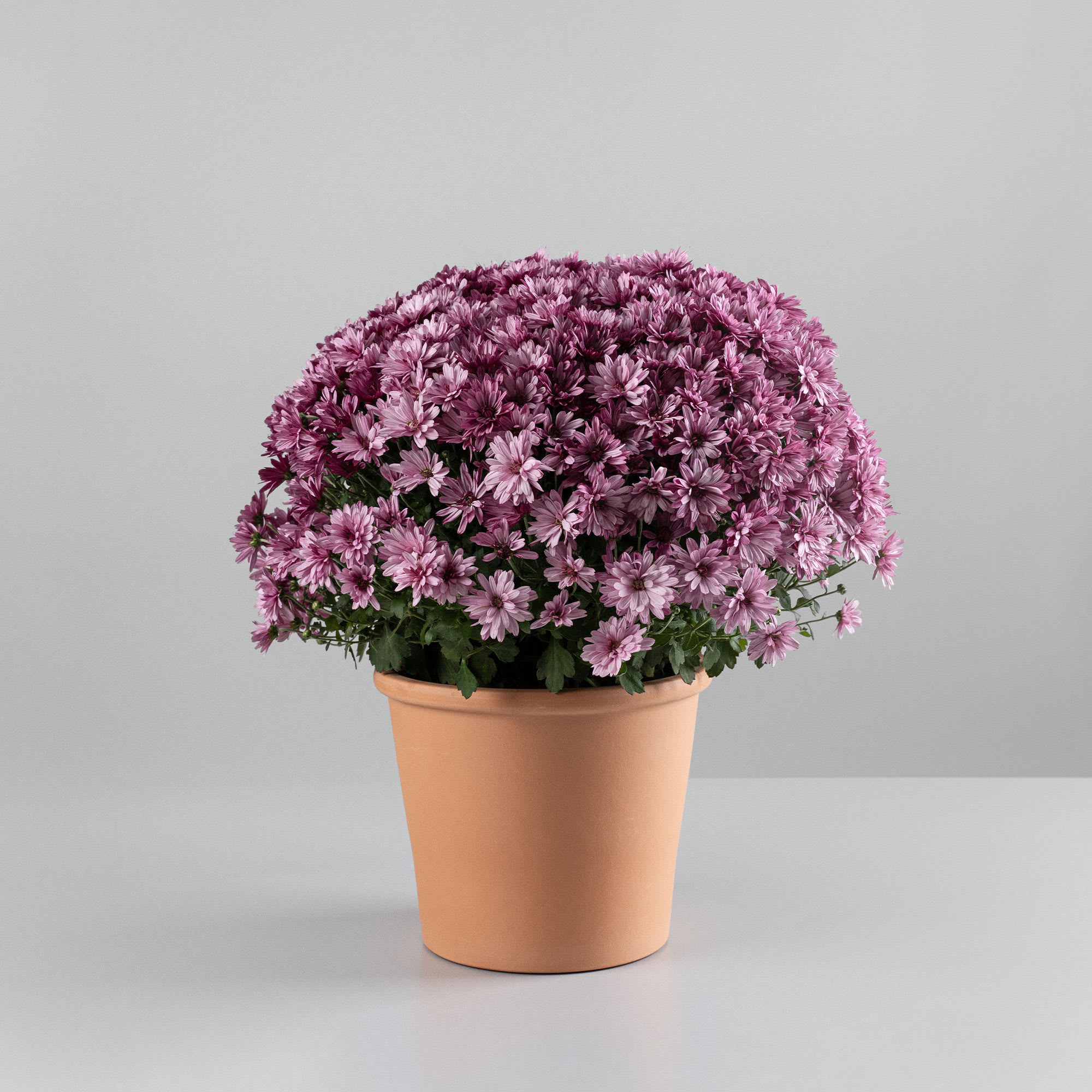 flor de crisantemo morado