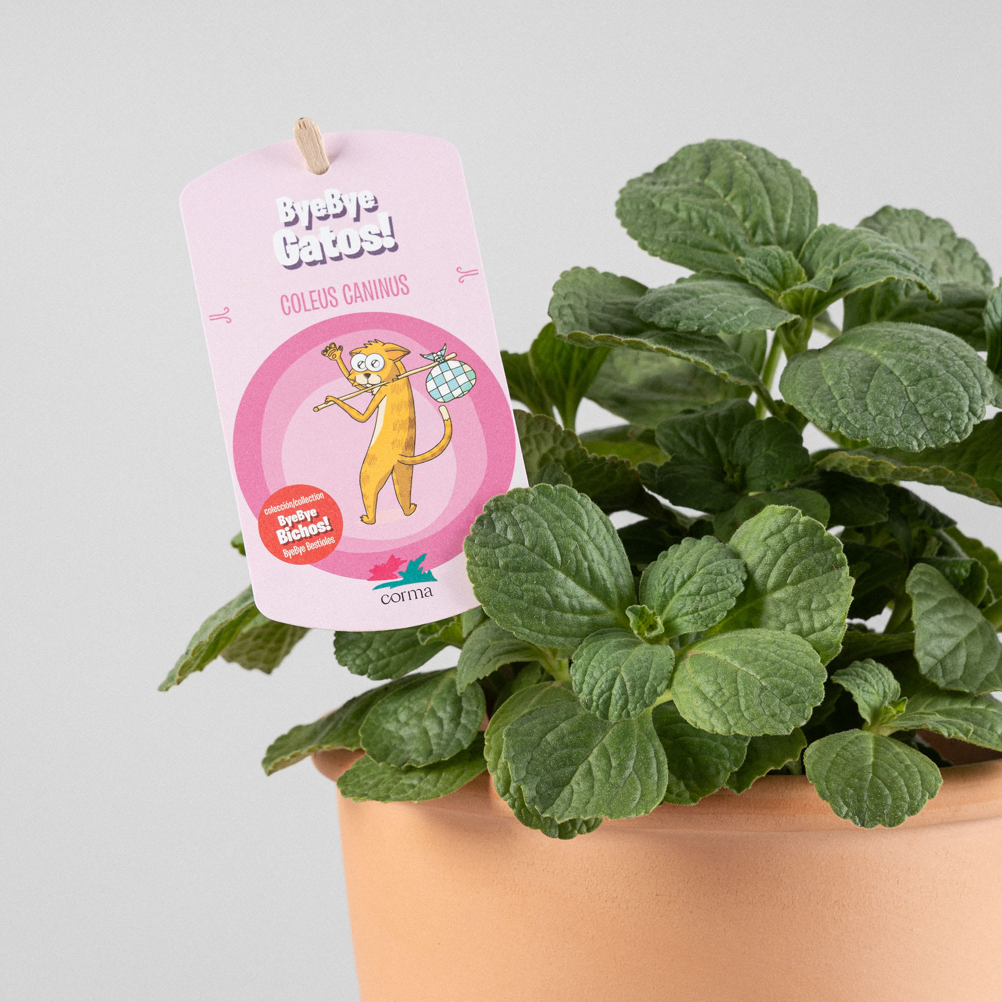 Coleus caninus (Ahuyenta gatos y perros) Fronda