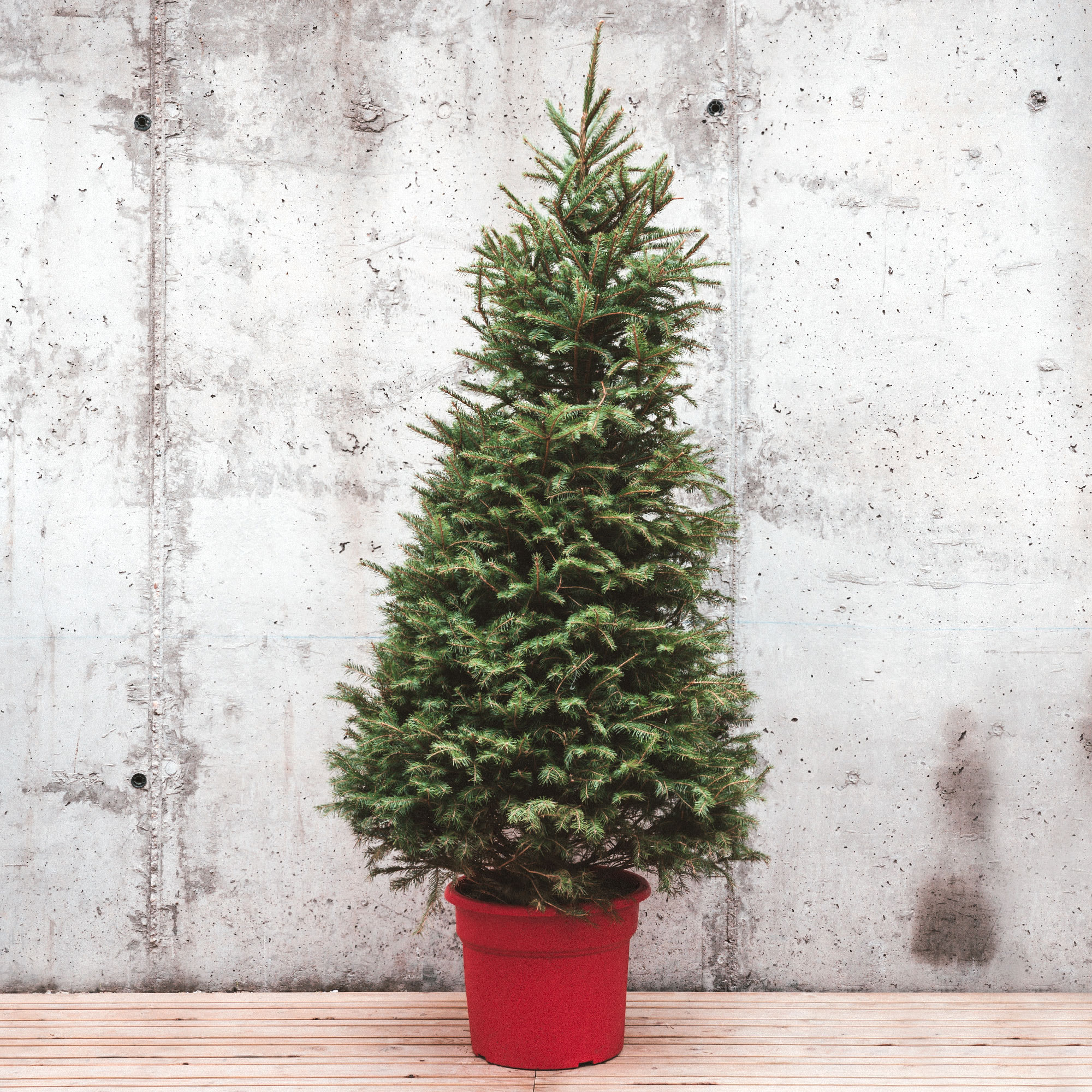 Sabes por qué se acostumbra a poner el Árbol de Navidad? - PISOS IBERIA