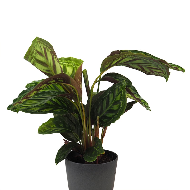 Calathea roseopicta 'Flamestar' | Fronda