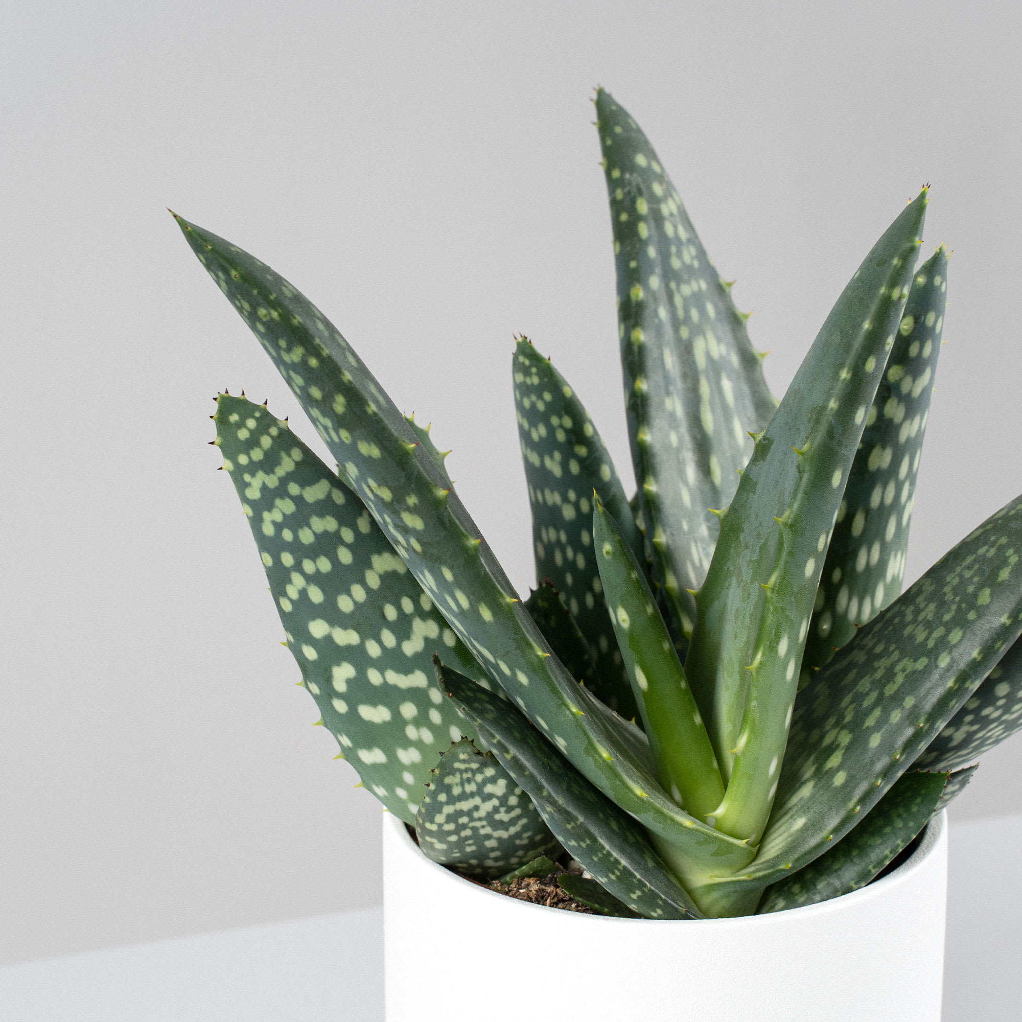 Aloe 'Jurassic Dino' | Fronda