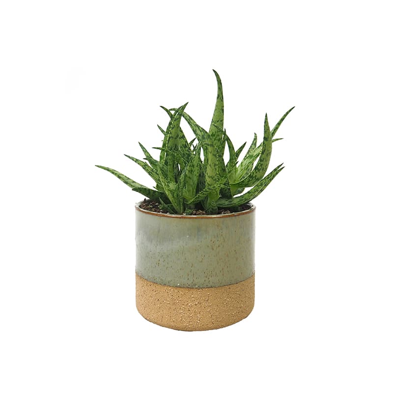 aloe vera mundgel Mediheal Aloe Vera 92% Hydrogel main image 0