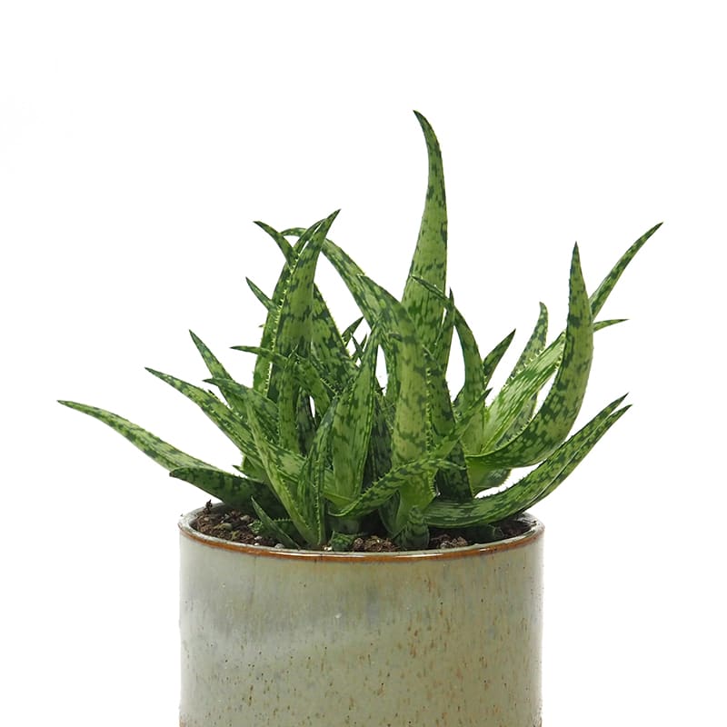 aloe vera gel substitute TrueAloeGel