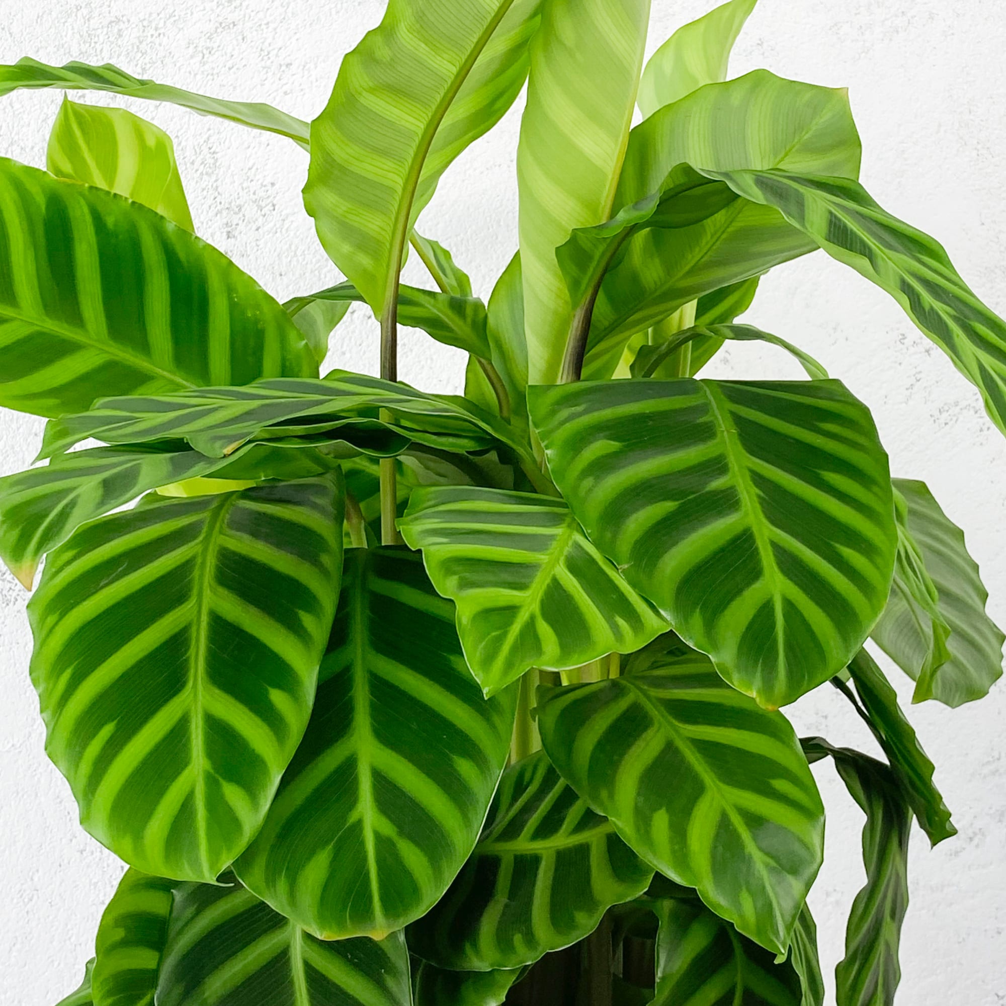 Calathea Zebrina - Centre Jardin Lac Pelletier