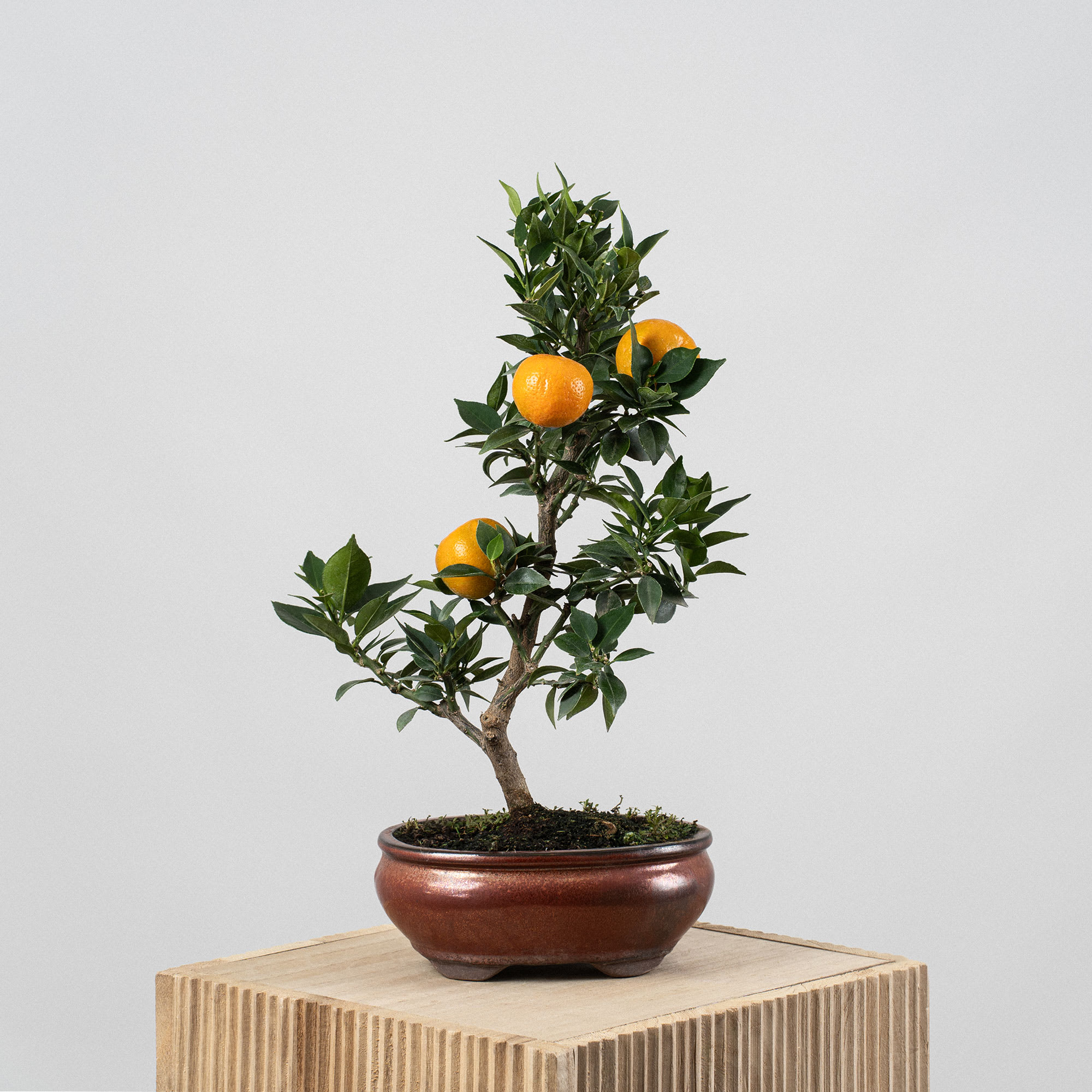 Bonsai Naranjo moruno (Citrus myrtifolia) | Fronda