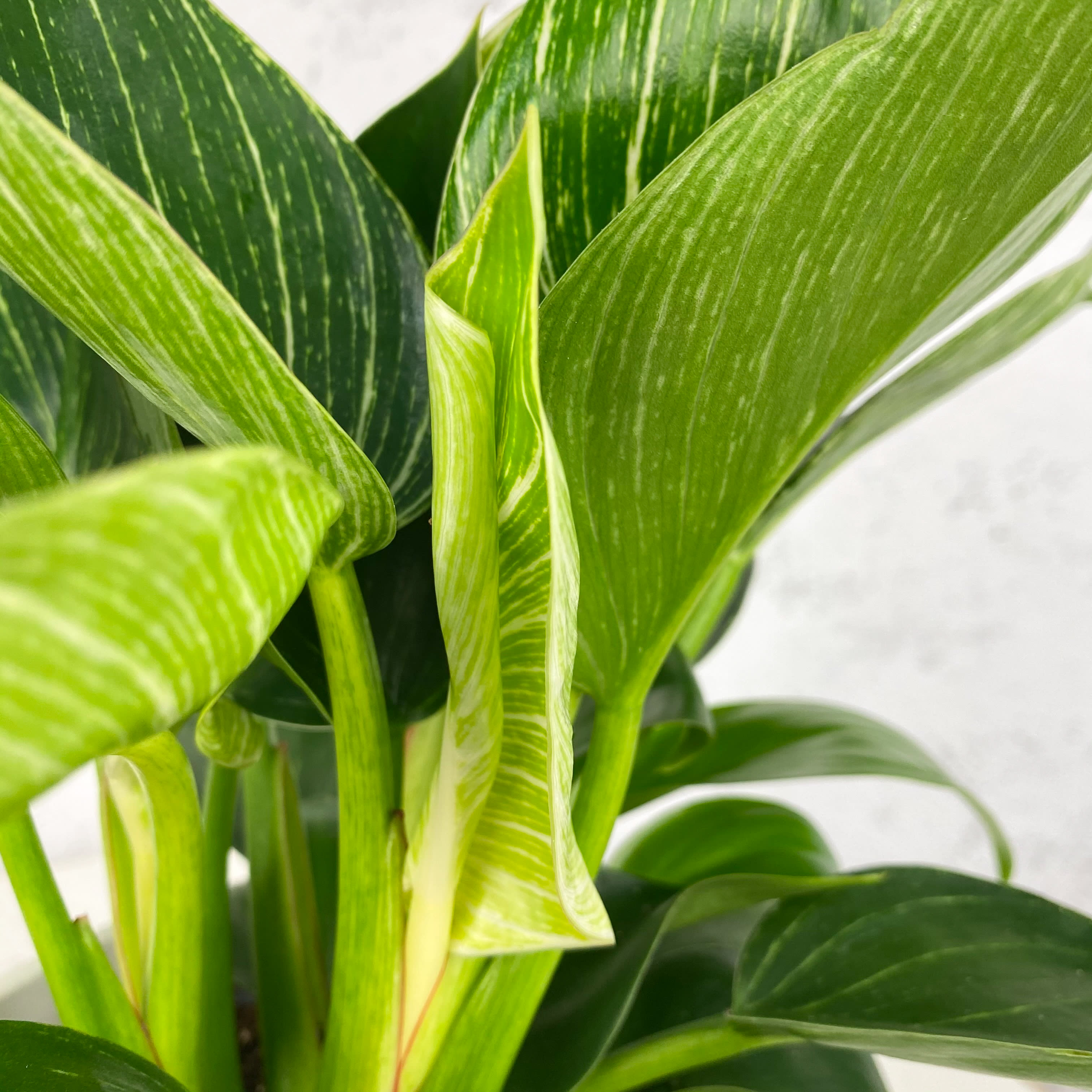 Philodendron erubescens 'Birkin White Wave' | Fronda