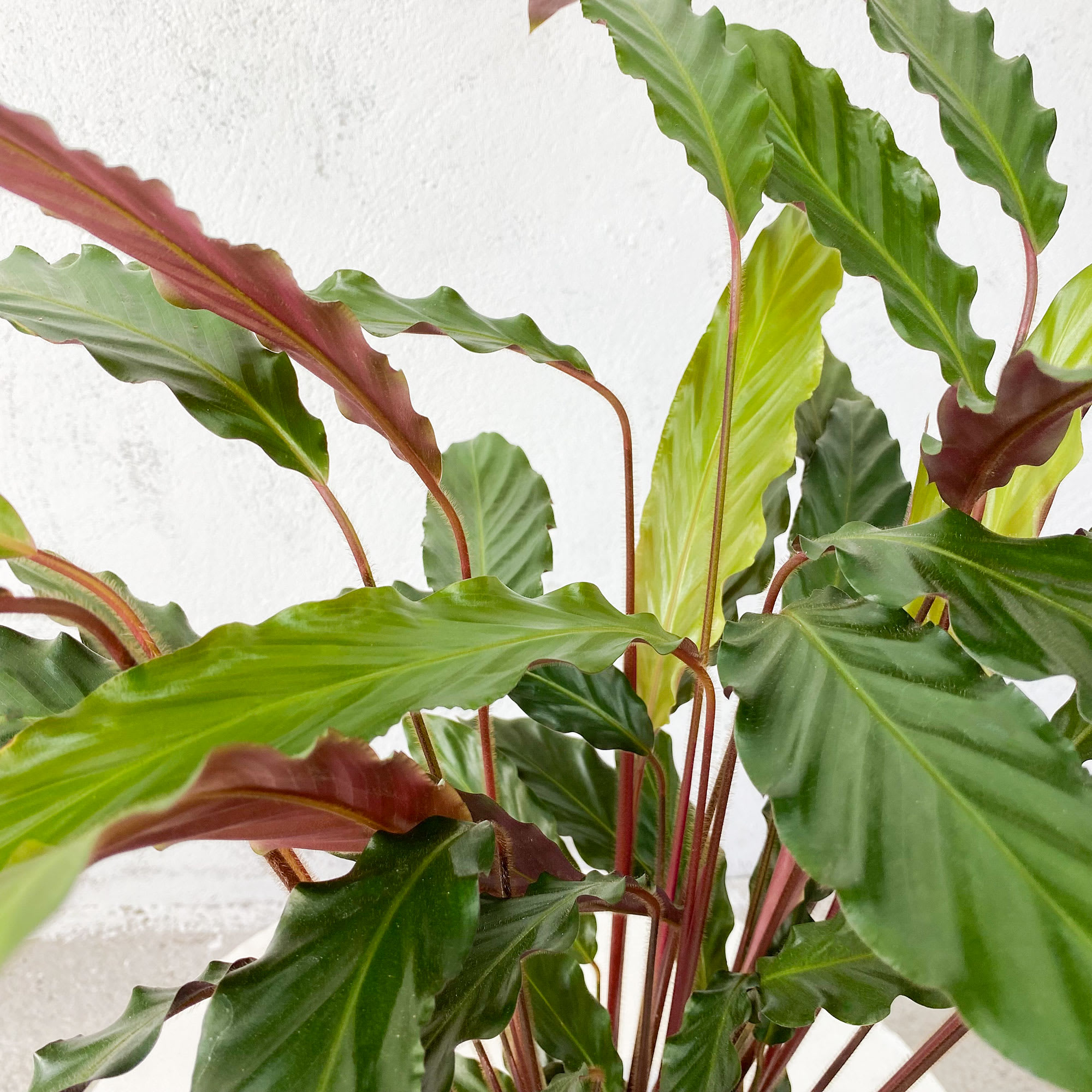 Calathea rufibarba | Fronda
