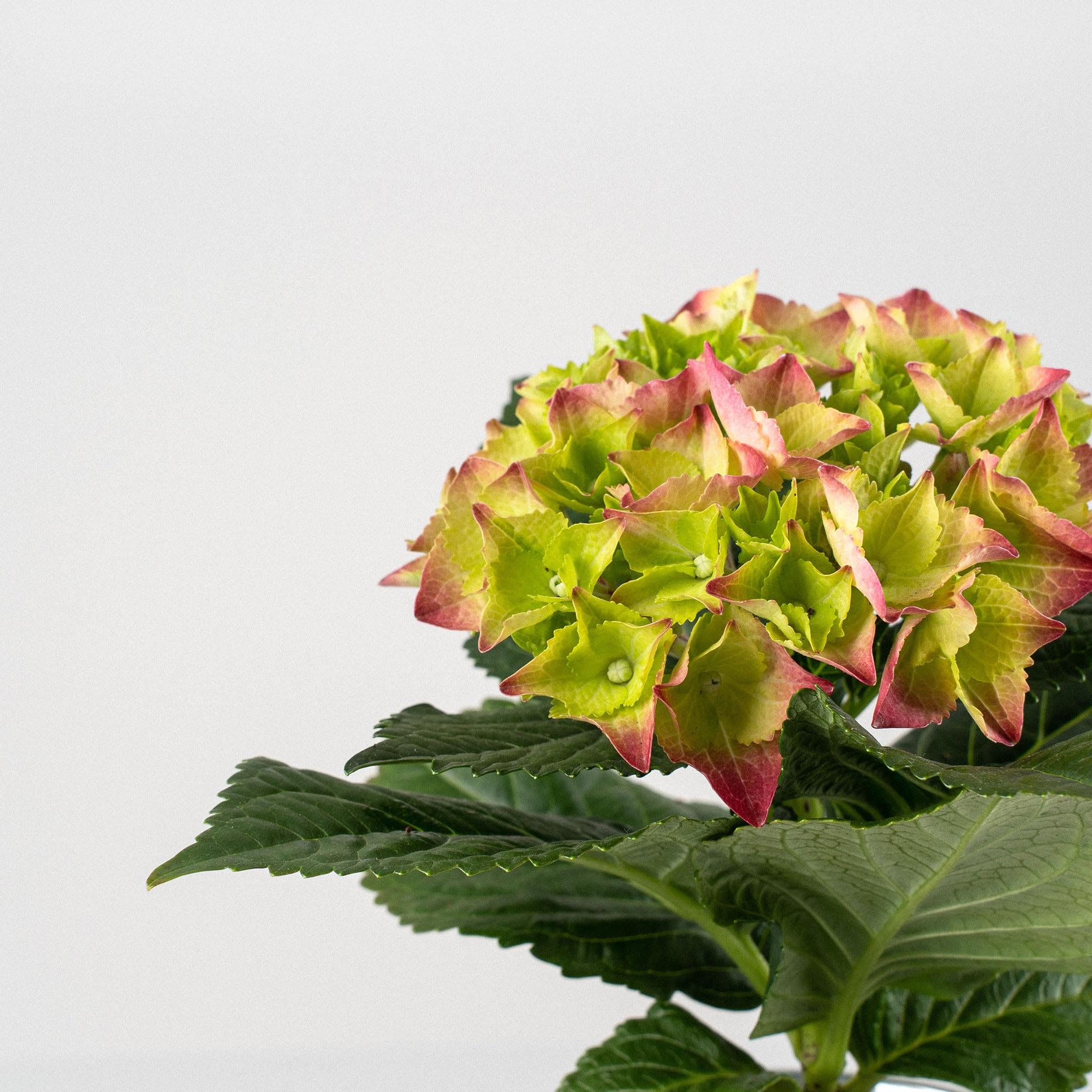 Planta Artificial Hortensia pequeña varios colores