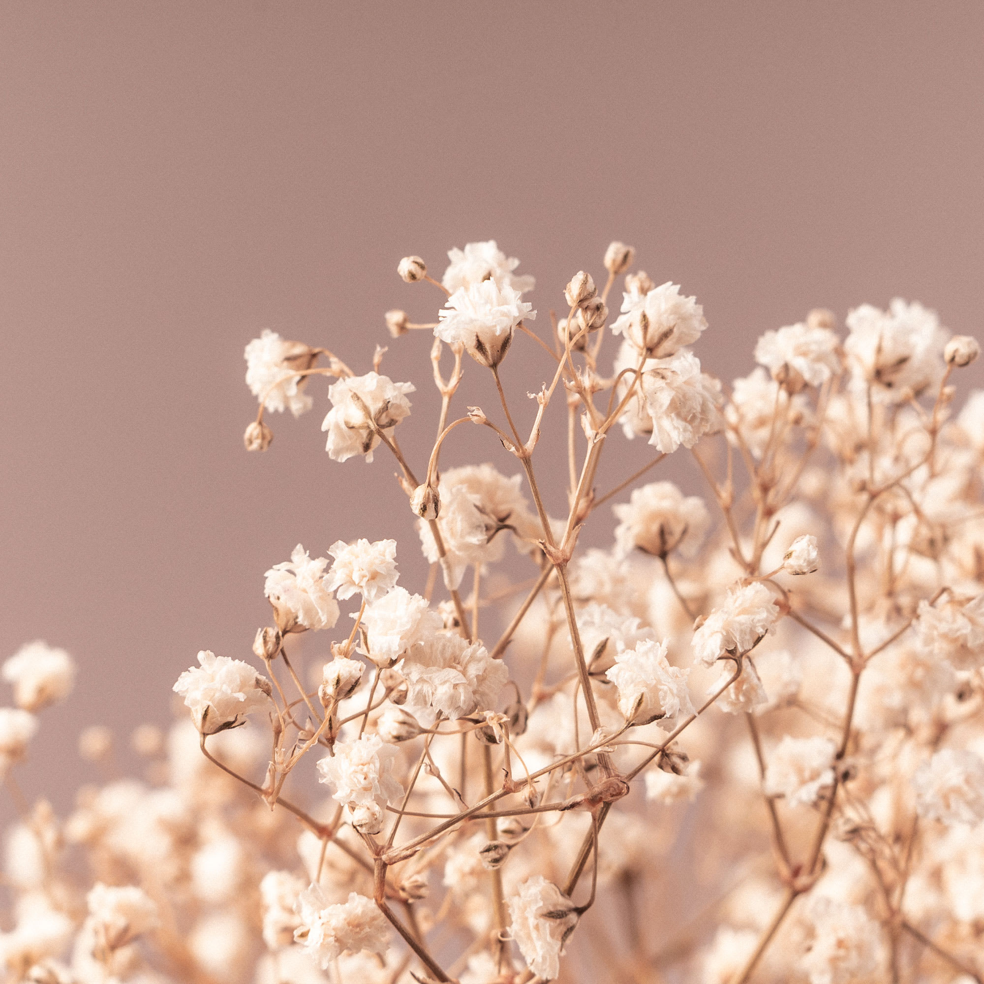 Paniculata Teñida - Flores a la carta. Te las llevamos a domicilio.