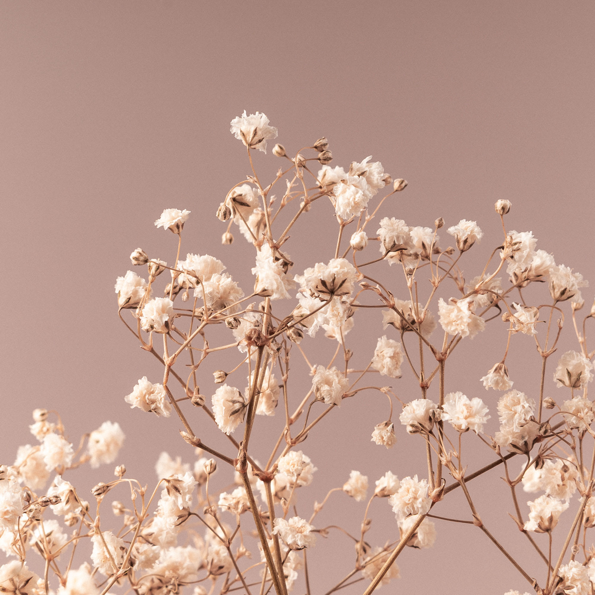 PANICULATA PRESERVADA NATURAL - Florjifran