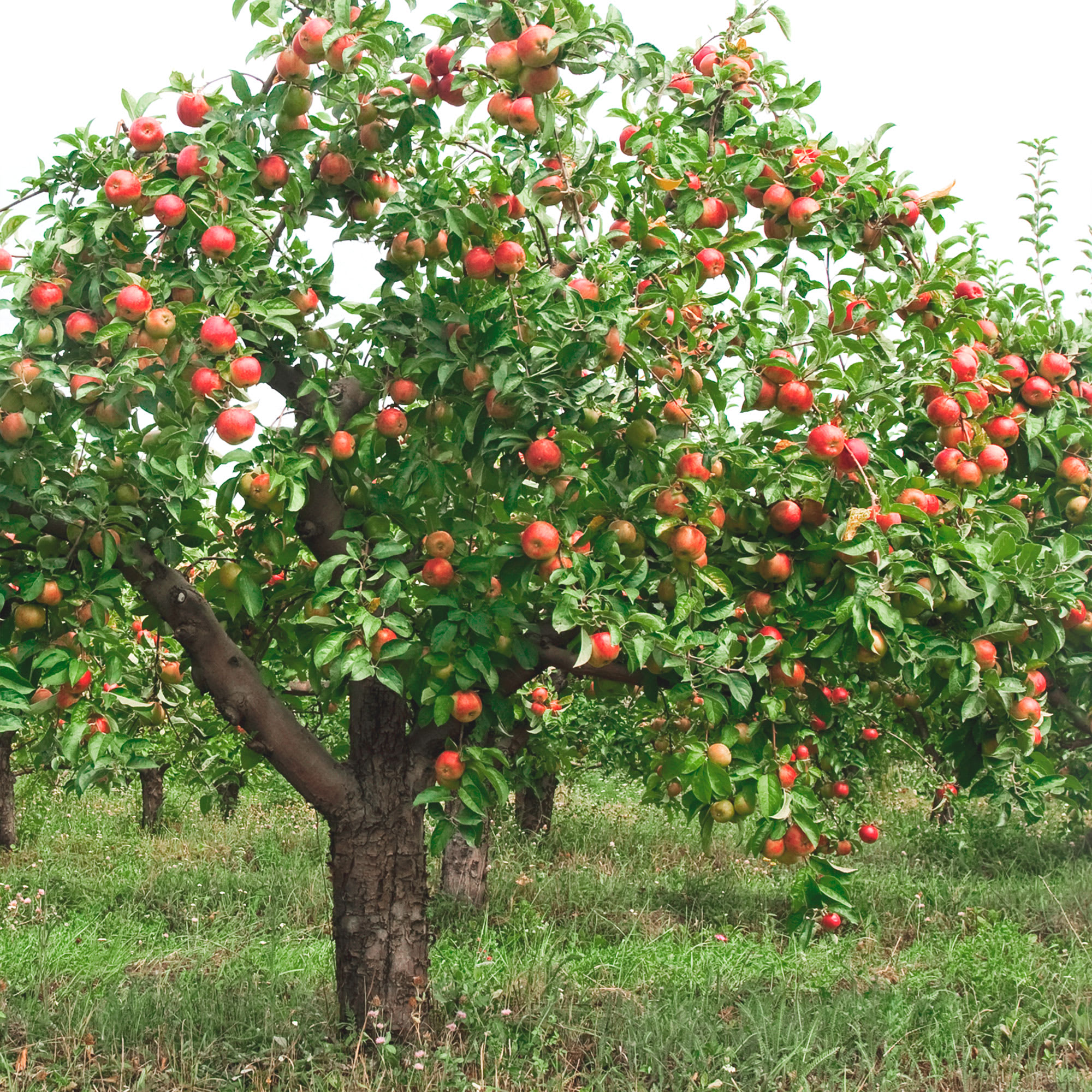 fruta de árbol de manzano blanco