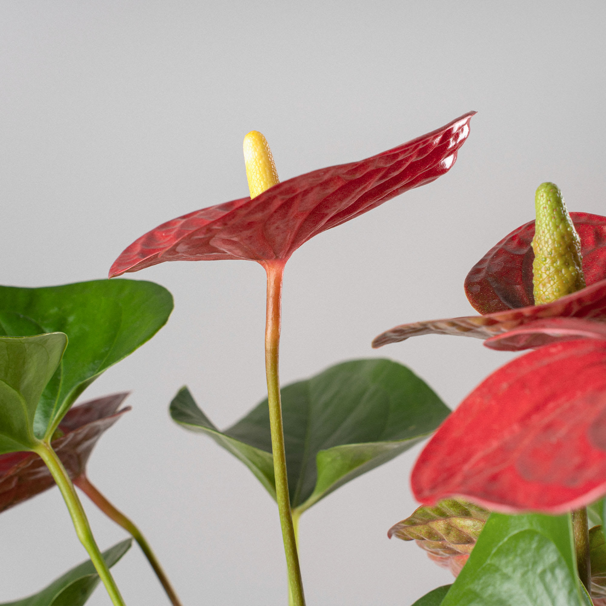Anthurium 'Winner Red' | Fronda