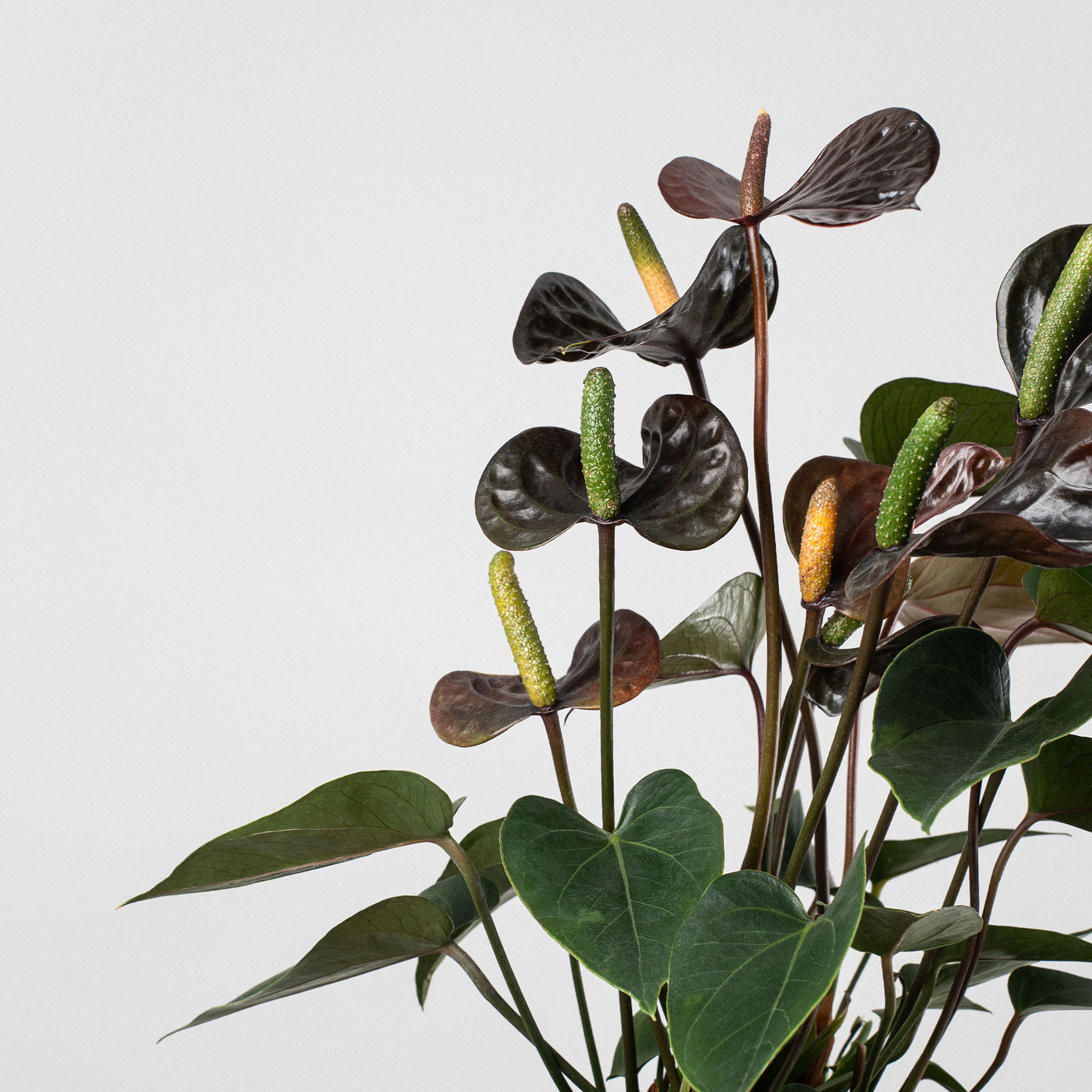 Anthurium Karma 'Black Love' | Fronda