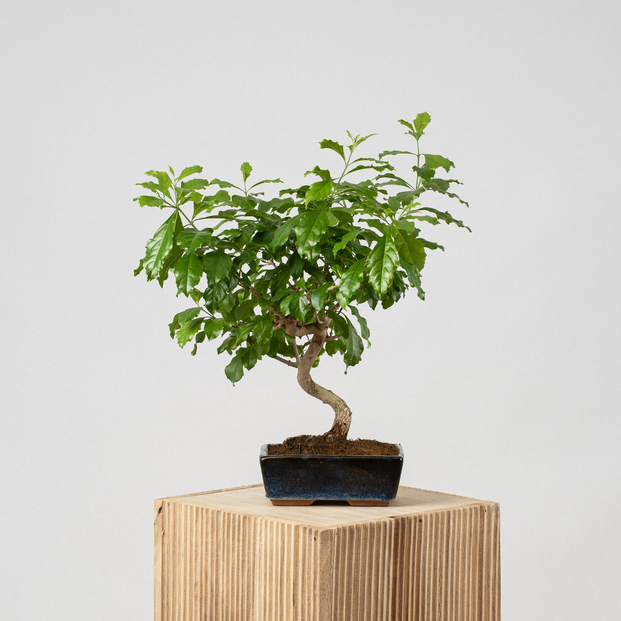 Bonsai Durantha (Duranta repens) | Fronda