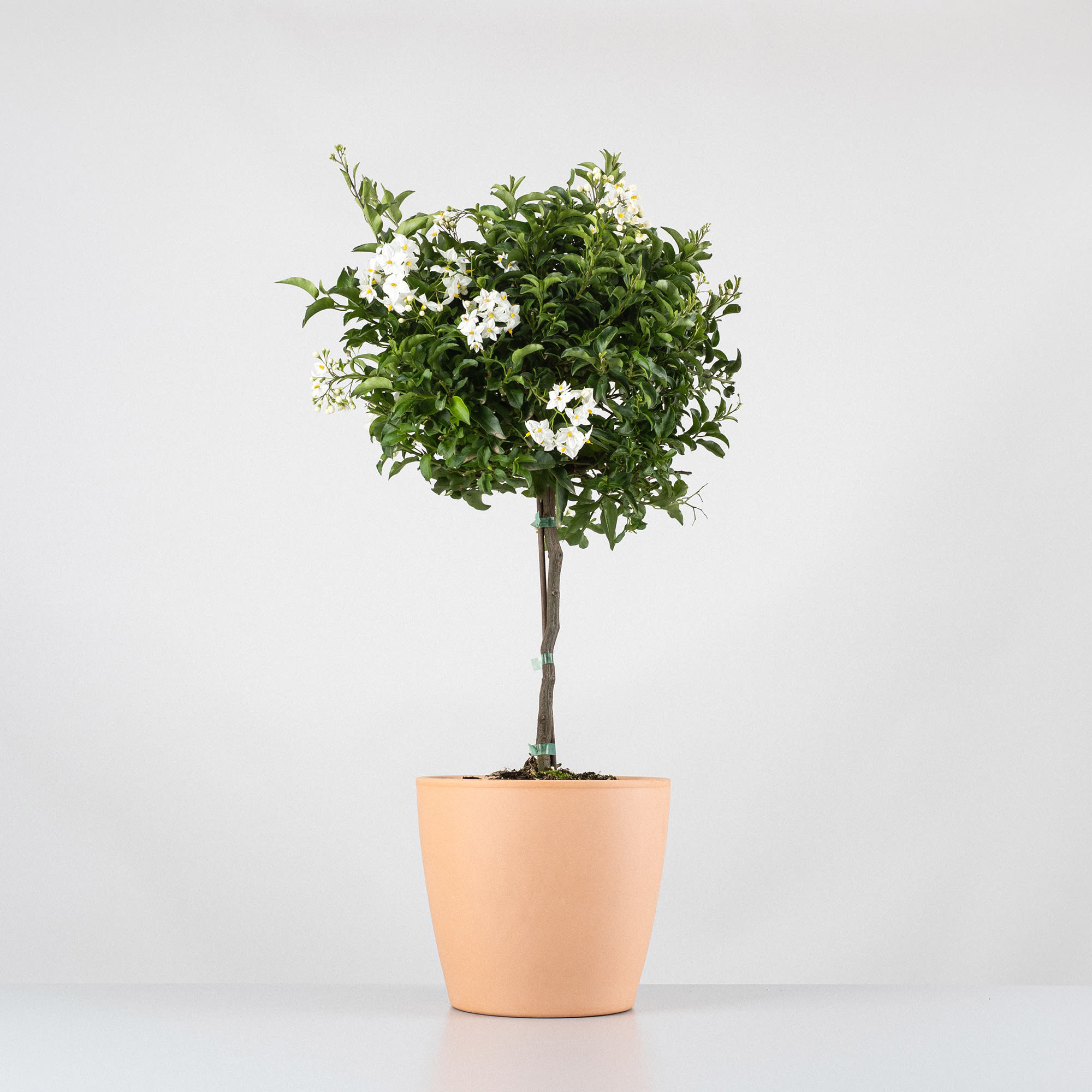 Solanum jasminoides - Copa | Fronda